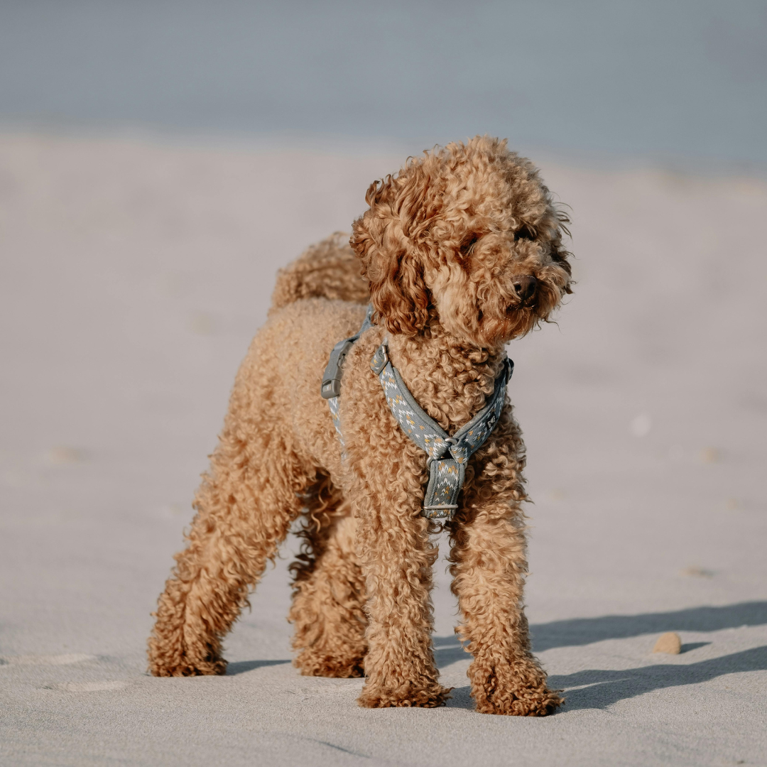 Protecting Your Cavoodle from Seawater and Sand Dangers