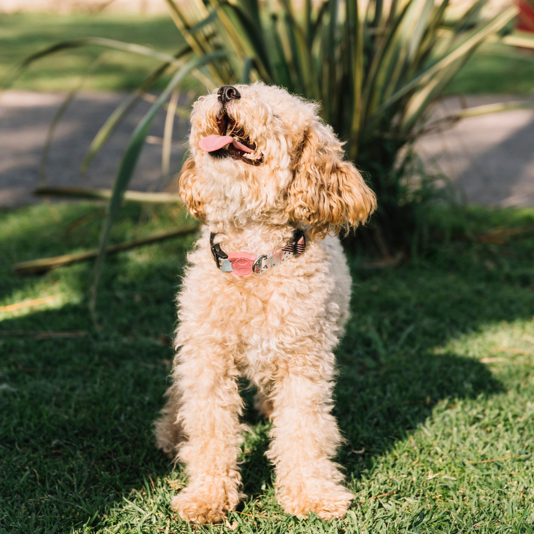 Is Your Cavoodle at Risk of Heat Stroke? Here's How to Keep Them Safe!