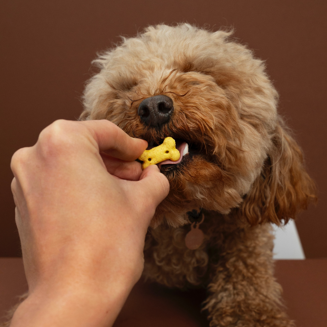 Holiday Foods Your Cavoodle Should Never Eat!