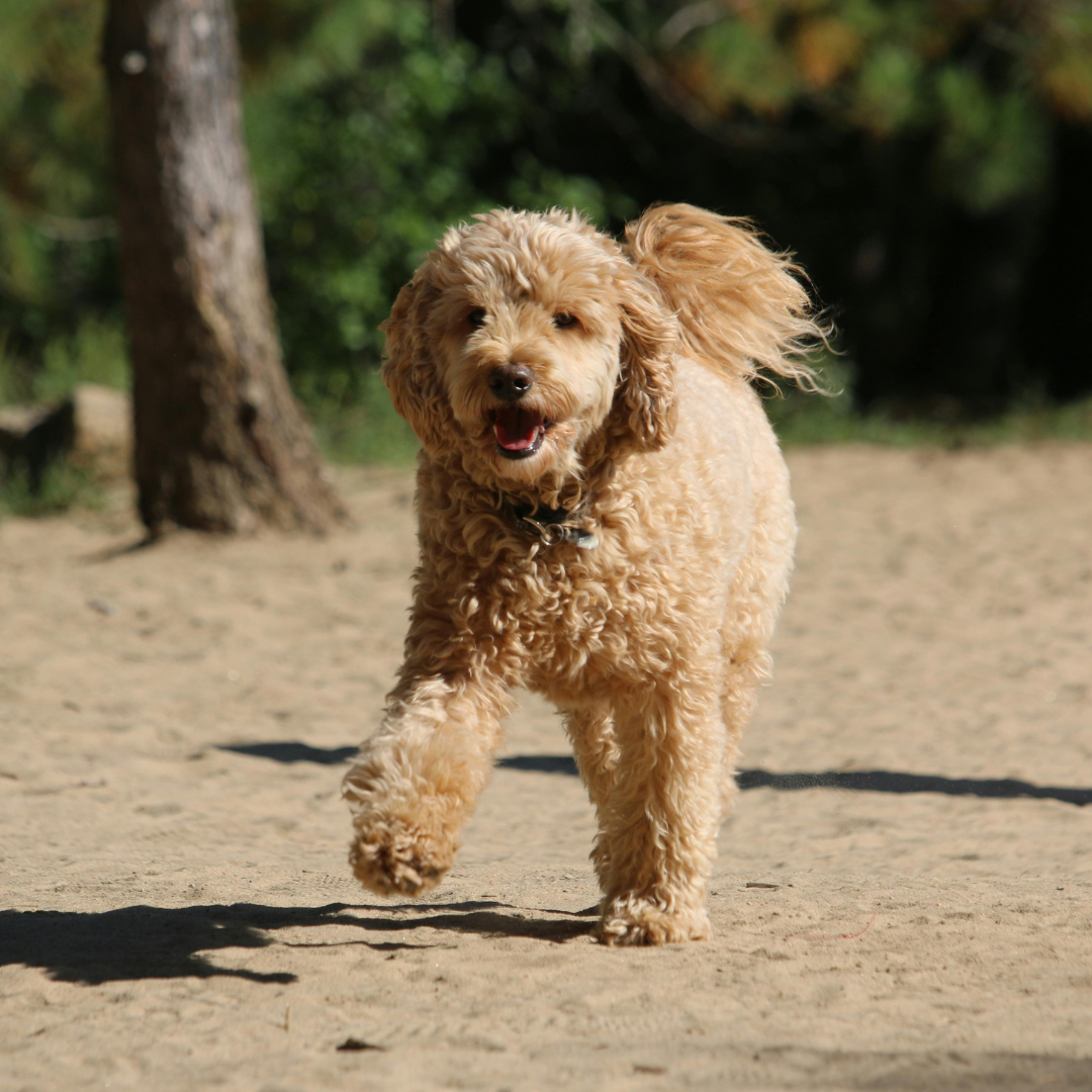 Updated List of the Top Cavoodle Names to Use in 2025