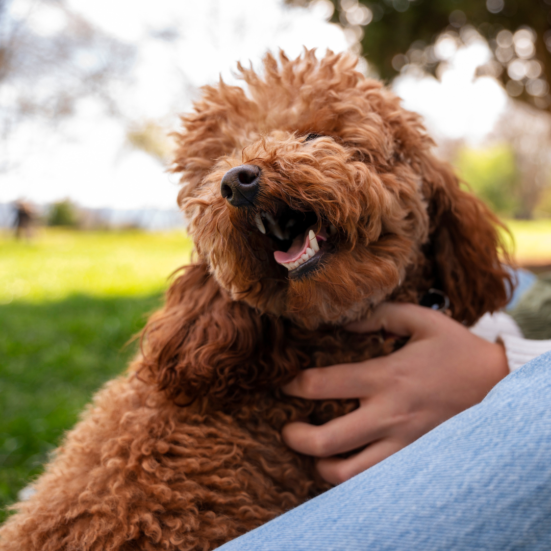 Why Is My Cavoodle Itchy?: The Best Shampoo For Cavoodles